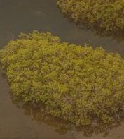 Dark image of mangrove swamp seen from the air