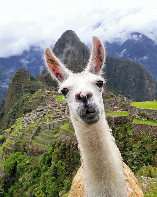 South American Journey at Twos and Threes Hideaway